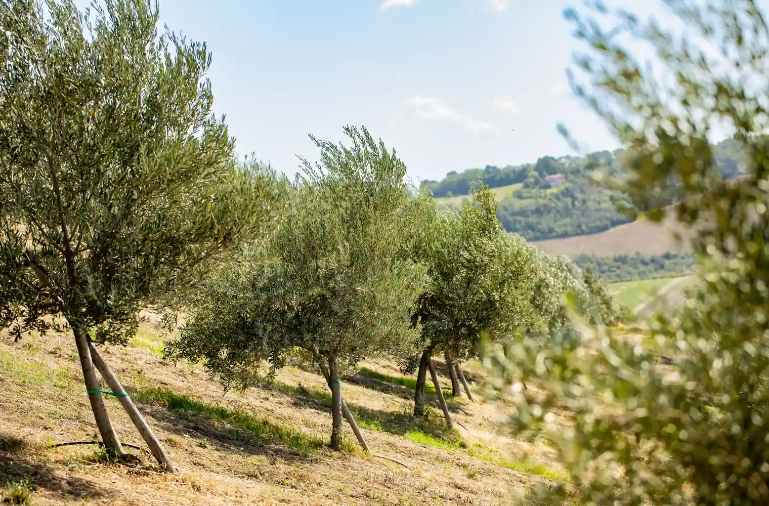 eventi food palazzo di varignana adotta un olivo