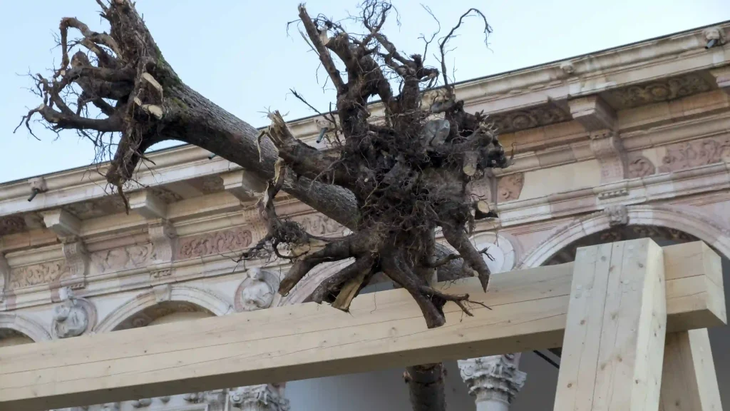 raccontare l'architettura piuarch foresta dei violini