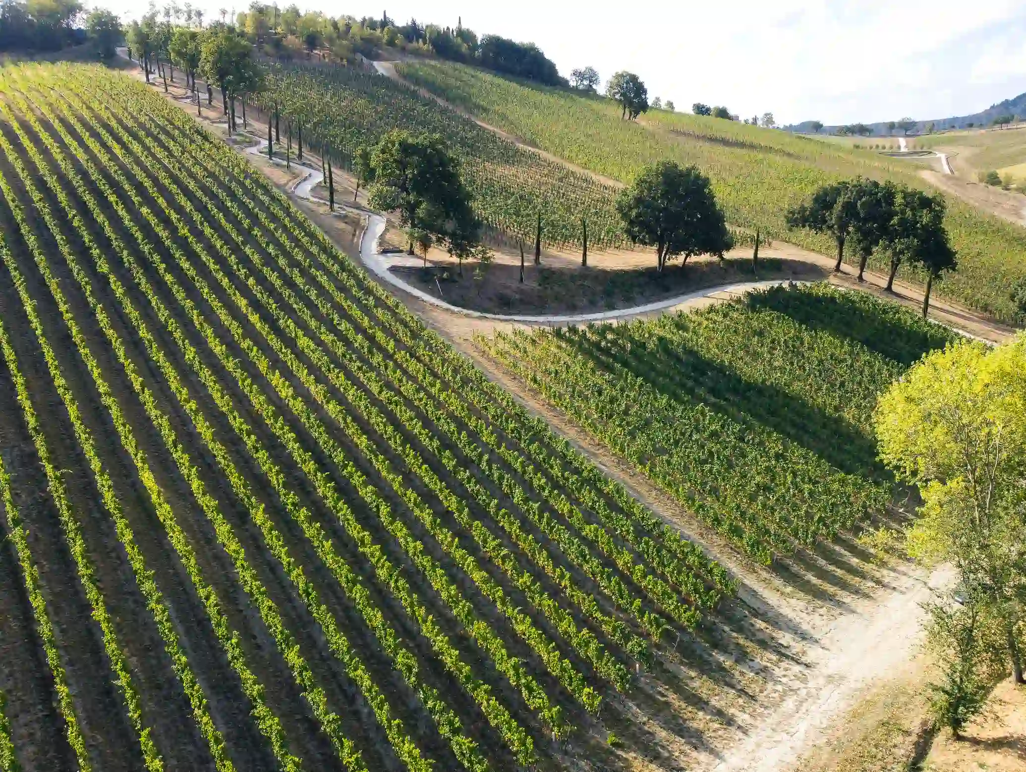 eventi, cena in vigna varignana